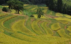 Ooyama