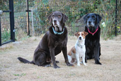 3 dogs